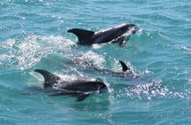 Whale watching tour in Reykjavik