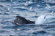 Whale watching tour in Reykjavik