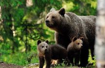 Overnight bear safari tour