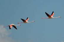 Flamingos oasis self-balancing scooter tour