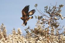 Meet the wildlife of Sweden in a safari tour