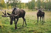 Meet the wildlife of Sweden in a safari tour
