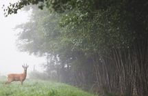 Meet the wildlife of Sweden in a safari tour