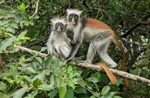 Zanzibar Jozani Forest private tour