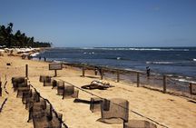 Praia Do Forte and Tamar Project guided tour