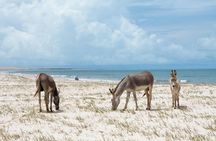 Canoa Quebrada beach full-day tour