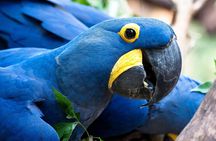 Bird Park guided tour with transportation