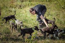 Puppy training package