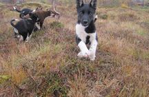 Puppy training package