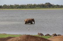 Wilpattu National Park day tour from Colombo