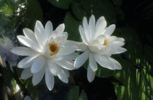 Everglades orchids and alligator kayak eco-tour