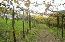 Wine tour  with train and Italian Epic Park
