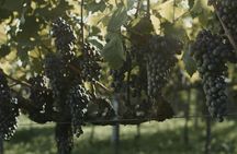 Gran Reserva wine tour with tasting