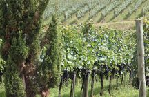 Gran Reserva wine tour with tasting