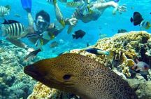 Lagoon private snorkeling tour in Bora Bora