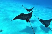 Private treasure hunt for kids in the lagoon of Bora Bora