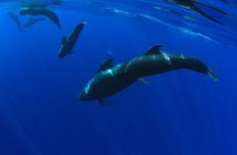 Whale and dolphin watching on an exclusive sailboat in Tenerife