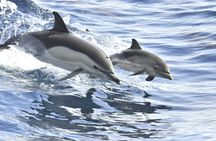 Whale and dolphin watching on an exclusive sailboat in Tenerife