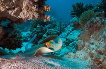 Seascope submarine cruise from Sharm El Sheikh