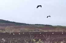 Self-guided birdwatching at 3 unique spots from Sofia
