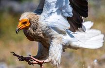 Self-guided birdwatching at 3 unique spots from Sofia