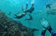 Swim with seals in Plettenberg Bay