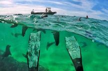 Seal viewing tour in Plettenberg Bay