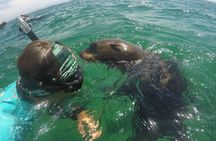 Seal viewing tour in Plettenberg Bay