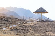 Full-day Hatta safari from Dubai