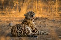 Jhalana Leopard Sanctuary Half-Day Private Tour
