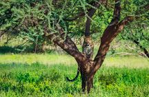 Jhalana Leopard Sanctuary Half-Day Private Tour