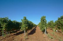 Edoardo Miroglio boutique winery private tour from Sliven