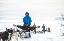 Dogsledding experience in Sälen