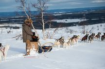 Dogsledding experience in Sälen