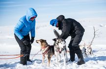 Dogsledding experience in Sälen