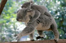 Koala and river cruise