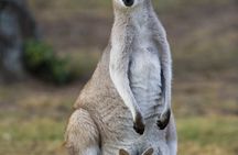 Koala and river cruise