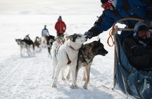 Husky dog park visit