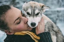 Husky dog park visit