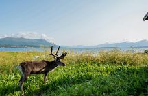 Summer Arctic landscapes