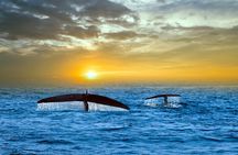 Mirissa whale watching from Colombo