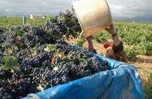 Full-day wine tour and visit to Goya's birthplace