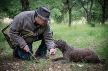 Burgundy truffle hunting demonstration and truffle lunch