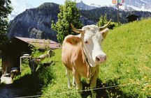 Discover Interlaken's most photogenic spots with a local