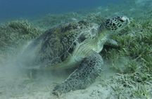 Half-Day Snorkeling Experience on Abu Dabbab Beach from Marsa Alam