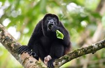 Monkey Island and Gamboa Rainforest Half-Day Guided Tour in Panama