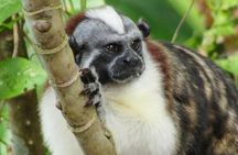 Monkey Island and Gamboa Rainforest Half-Day Guided Tour in Panama
