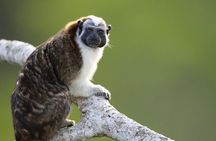 Monkey Island and Gamboa Rainforest Half-Day Guided Tour in Panama