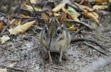 Arabuko Sokoke Forest and Gedi Ruins Day Tour from Mombasa North Coast