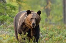 Small-group Brown Bear-watching experience from Brasov